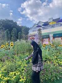 Sunflower Garden Walk: Everland, Korea