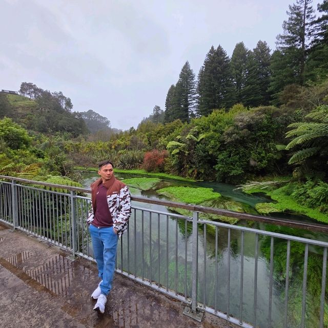 Te Waihou Walkway – New Zealand’s Hidden Gem of Crystal Waters 
