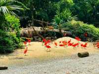 Chimelong Safari Park, Guangzhou: Asia’s Ultimate Wildlife Adventure 