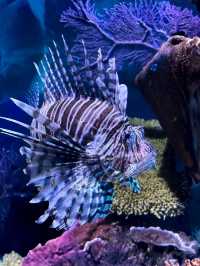 KL's Oceanic Marvel: Aquaria KLCC