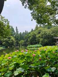 Peak Bloom Alert – July’s Lotus Finale！