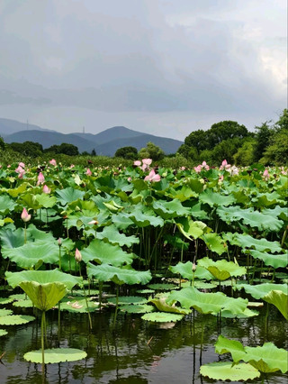 良渚神聖蓮花