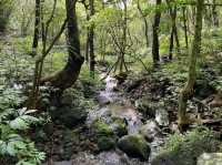 Wandering Through the Grassy Beauty of North Wuzhishan