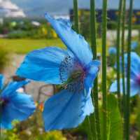 Tromsø – Arctic–Alpine Botanic GardenTromsø arktisk-alpine botanisk hage