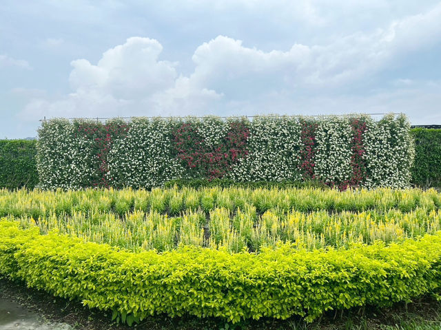 台灣台中后里-中社觀光花市🌼 台灣台中后里-中社觀光花市🌼