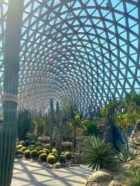 It's a cactus wonderland at Shanghai Botanical Gardens
