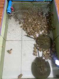 เจ๊อึ่งซีฟู๊ด ร้านริมหาดแม่รำพึง จ.ระยอง
