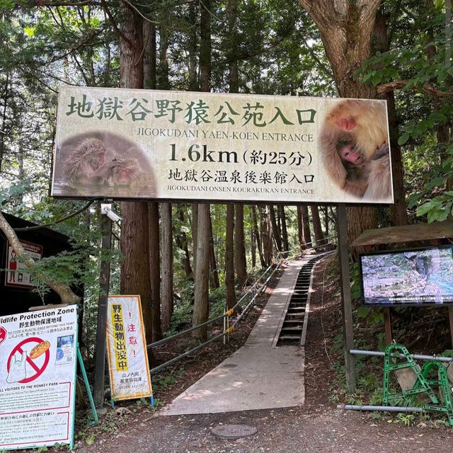 Hot Springs and Snow Monkeys: Japan’s Cutest Winter Ritual