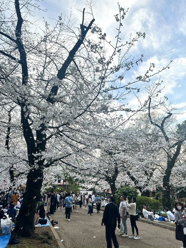 東京櫻花🌸 東京櫻花🌸