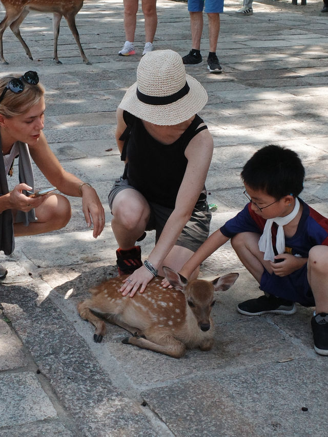 [나라공원] 사슴 구경🦌