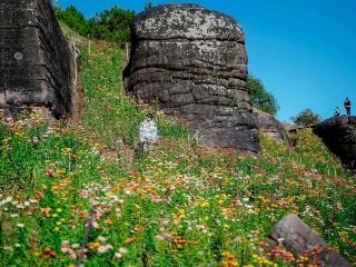 Phu Hin Rong Kla Paper Flower Field