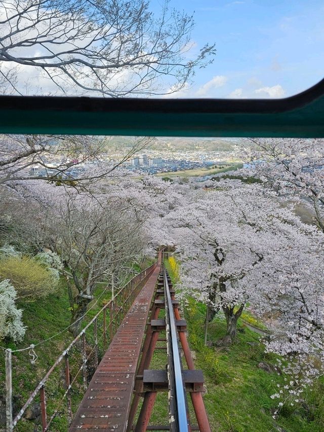 sendai sakura budget