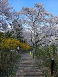 sendai sakura budget