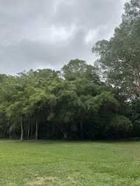 ケアンズ🇦🇺 レインフォレストボードウォーク🌳