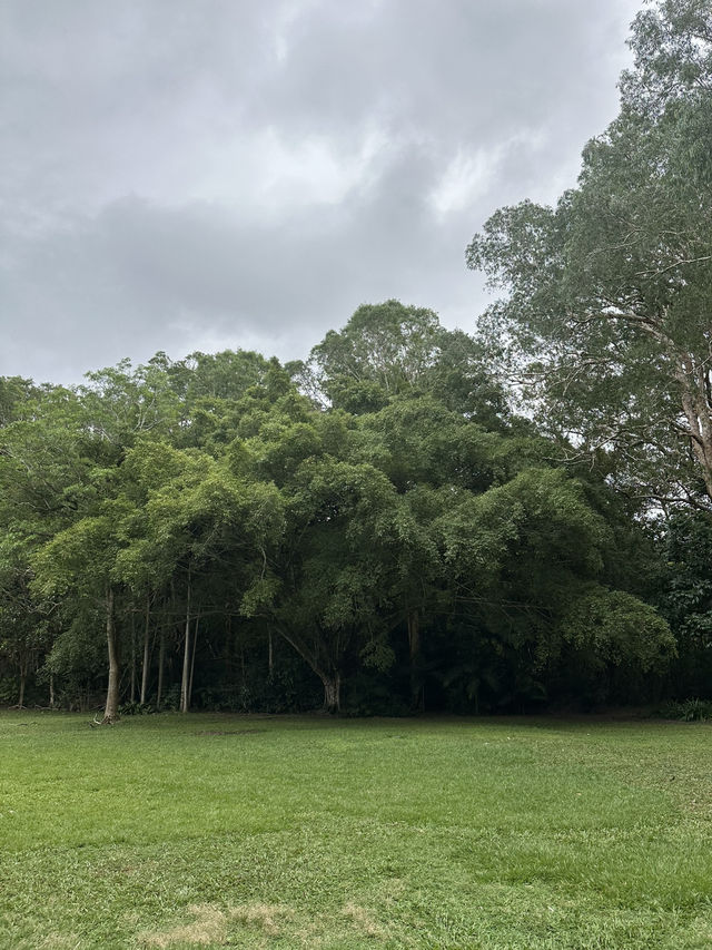 ケアンズ🇦🇺 レインフォレストボードウォーク🌳