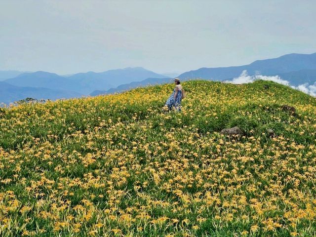 花蓮｜季節限定，穿越金色花海