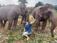 清邁｜🐘🌿Living Green Elephant Sanctuary Camp 2：走進叢林，擁抱大象的溫柔💚✨