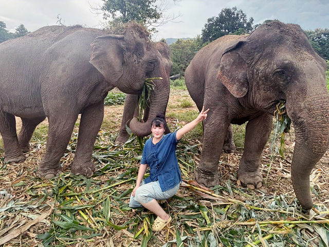 清邁｜🐘🌿Living Green Elephant Sanctuary Camp 2：走進叢林，擁抱大象的溫柔💚✨