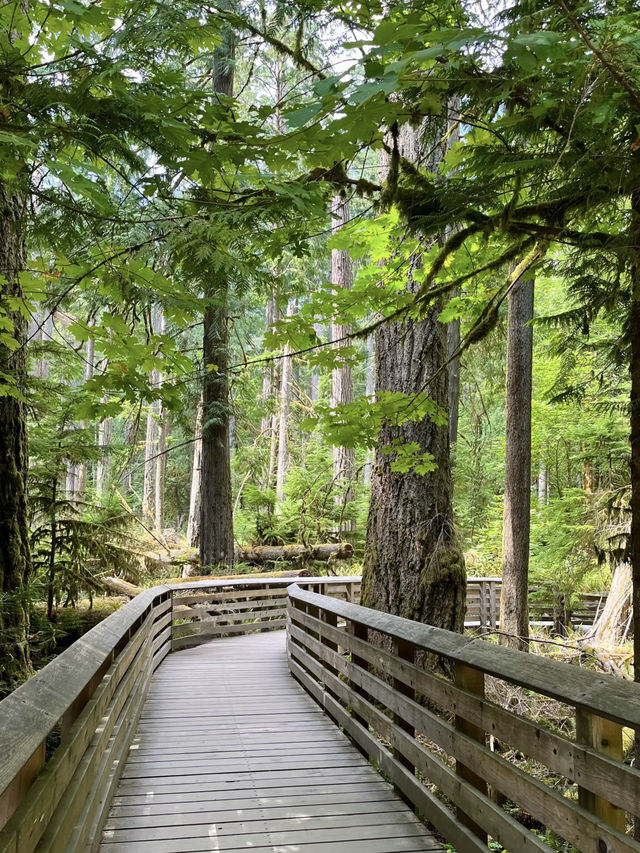 Cathedral Grove – Ancient Forest Sanctuary on Vancouver Island Cathedral Grove – Ancient Forest Sanctuary on Vancouver Island