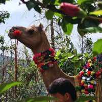 Pushkar: the beggining of everything