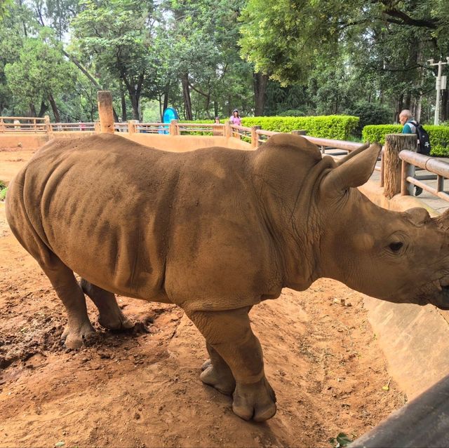 雲南昆明親子必去玩樂景點🏮昆明動物園