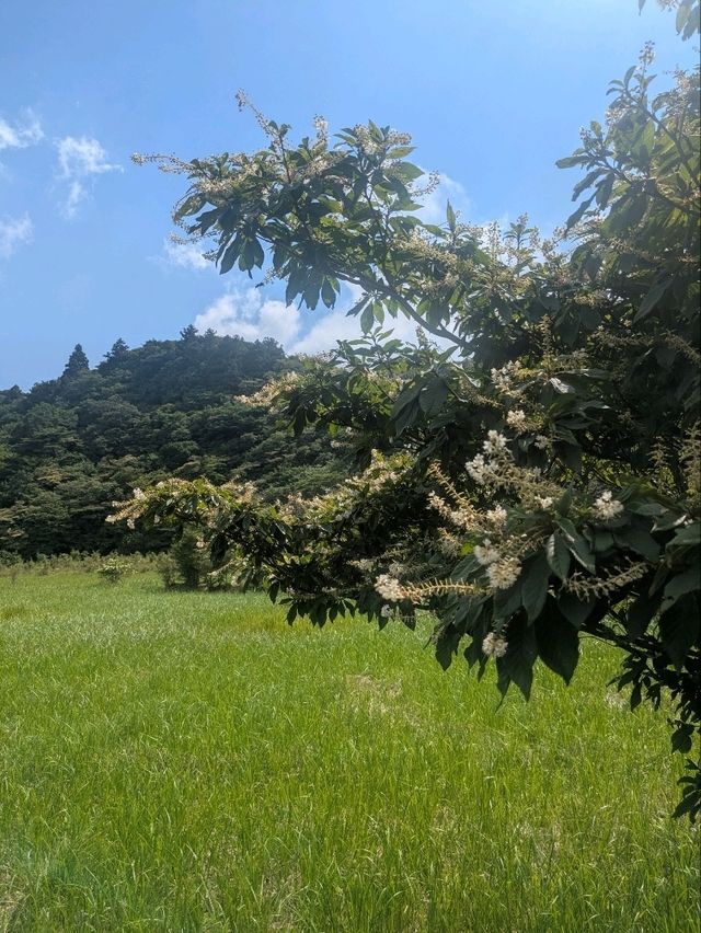 雲仙の地獄巡りで感じる大地の息吹✨⛰️