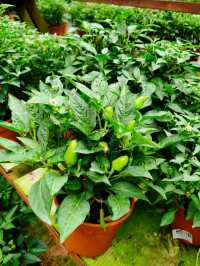Explore Fresh Vegetables @Agro Adventure Here🌾