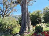 Dunedin Botanic Garden