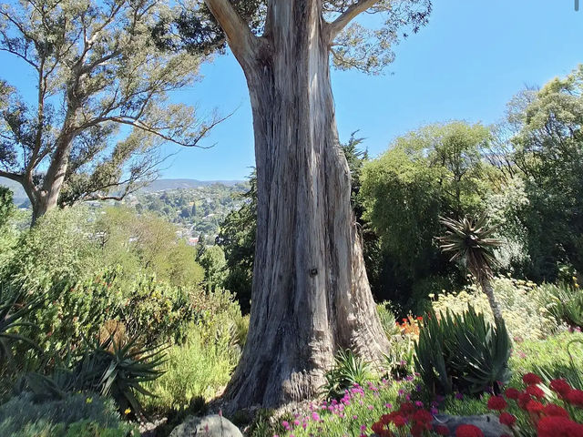 Dunedin Botanic Garden Dunedin Botanic Garden