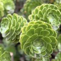 Royal Botanic Gardens Victoria - Melbourne Gardens