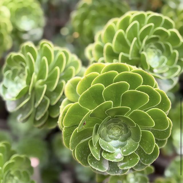 Royal Botanic Gardens Victoria - Melbourne Gardens