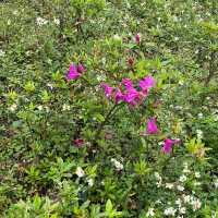 🌸⛰️ Yangming Park – The Heart of Yangmingshan 🌳✨