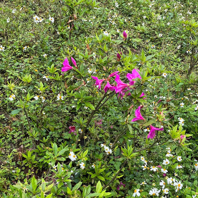 🌸⛰️ Yangming Park – The Heart of Yangmingshan 🌳✨