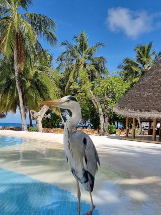 Maldives Bliss at Kuramathi Resort 
