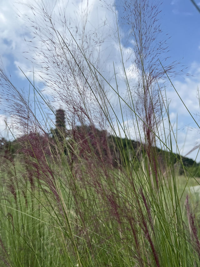 深圳秘境探索紅花山公園🌾