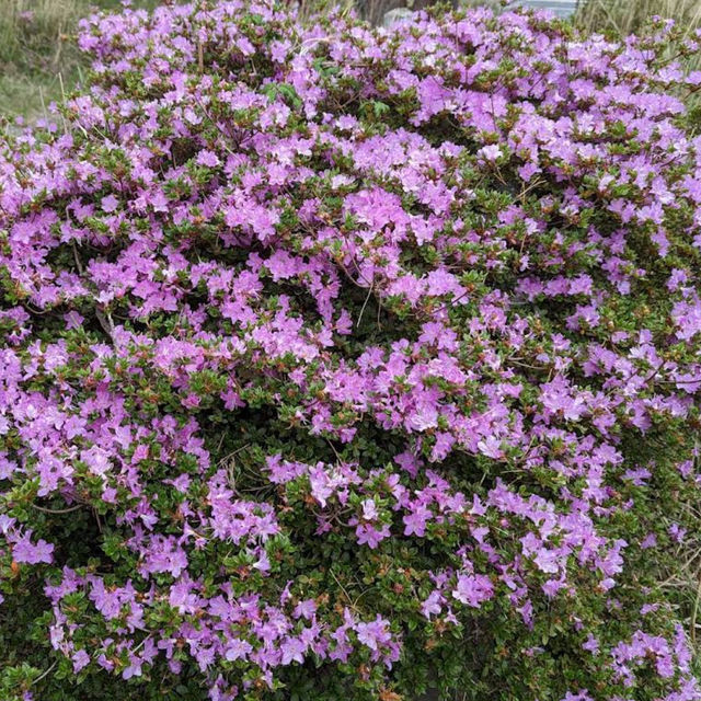 Ebino Plateau – A Scenic Volcanic High Plain in Kirishima Ebino Plateau – A Scenic Volcanic High Plain in Kirishima