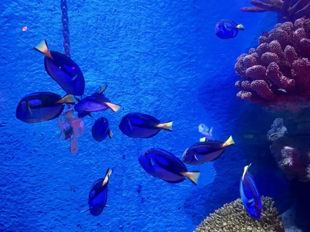 SEA LIFE 曼谷海洋世界 