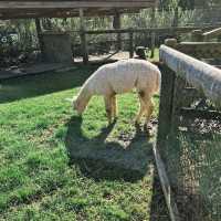 เที่ยว Butterfly Creek มุมธรรมชาติในโอ๊คแลนด์