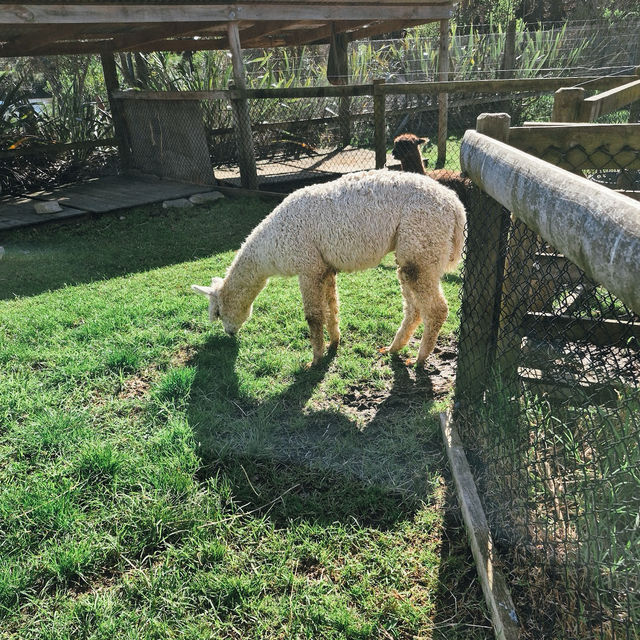 เที่ยว Butterfly Creek มุมธรรมชาติในโอ๊คแลนด์ เที่ยว Butterfly Creek มุมธรรมชาติในโอ๊คแลนด์