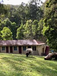 Best Friend Holiday Retreat：在 Tarra Valley 遇见最简单的快乐