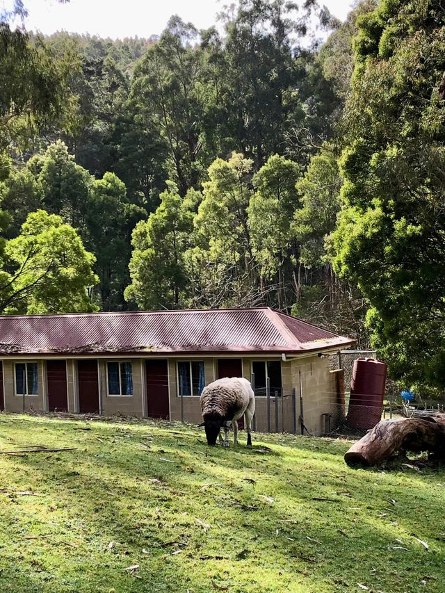 Best Friend Holiday Retreat：在 Tarra Valley 遇见最简单的快乐