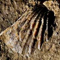 Waitomo Glowworm Caves