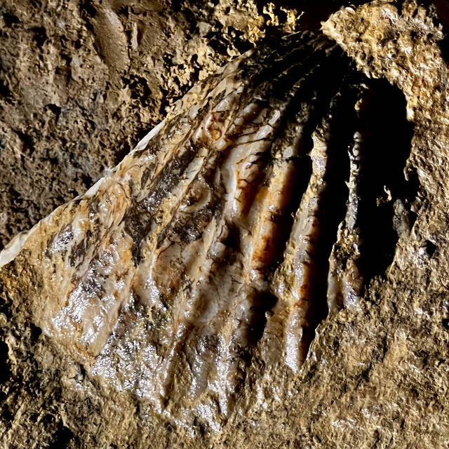 Waitomo Glowworm Caves