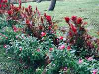 Seasonal Flower Gardens: Where Scenery Changes With Every Visit