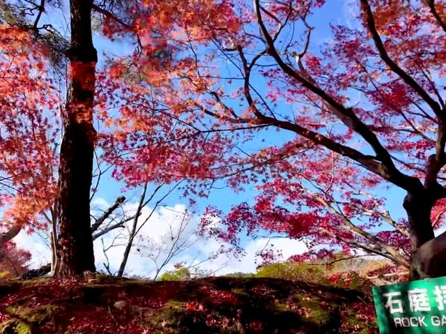 京都龍安寺秋日賞楓必到秘境🍁一場視覺與心靈的雙重盛宴
