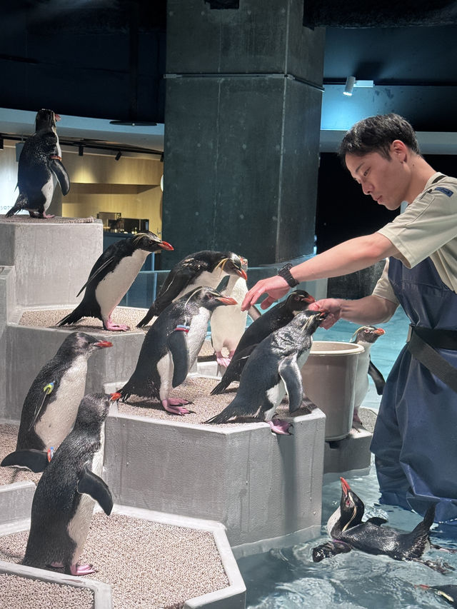 AOAO SAPPORO 水族館｜藏在城市裡的療癒深海 