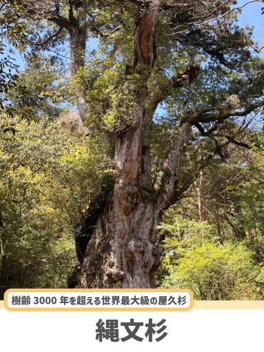 屋久島】人生で一度は見たい絶景🌲✨ | Trip.com 屋久島町