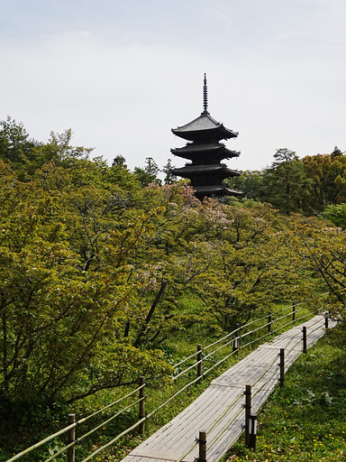 御室桜で有名な世界遺産 仁和寺 | Trip.com 京都