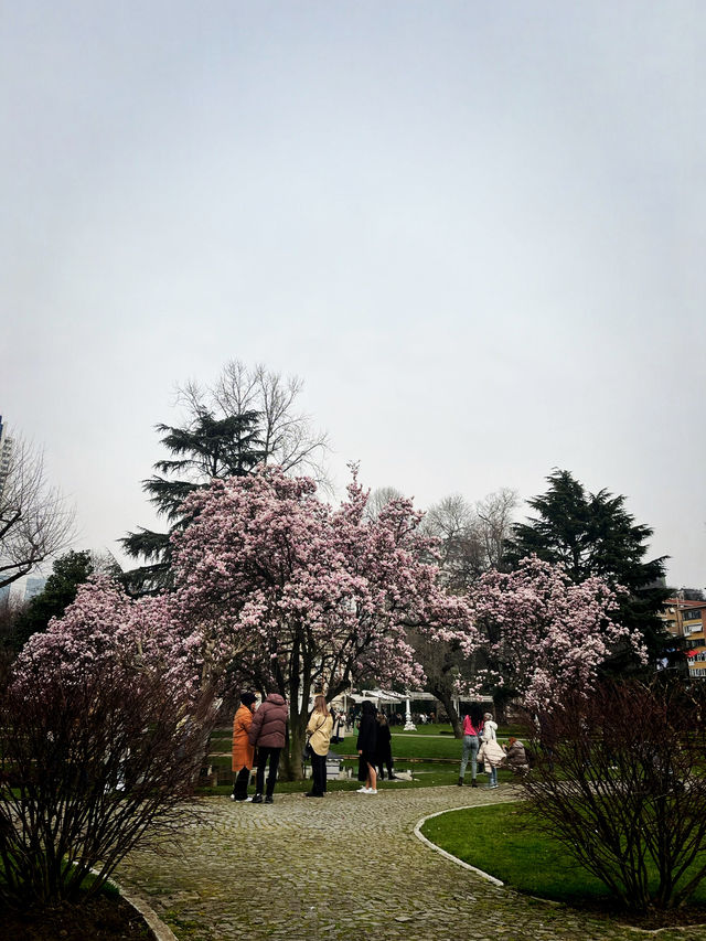 🌸 📸 EVERYTHING YOU NEED TO KNOW TO SEE MAGNOLIA BLOSSOMS IN İHLAMUR KASRI