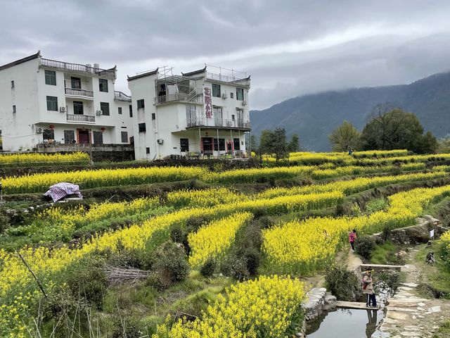 Famous Yellow Flowers in Jiangling, Wuyuan